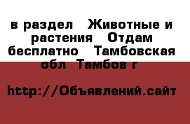  в раздел : Животные и растения » Отдам бесплатно . Тамбовская обл.,Тамбов г.